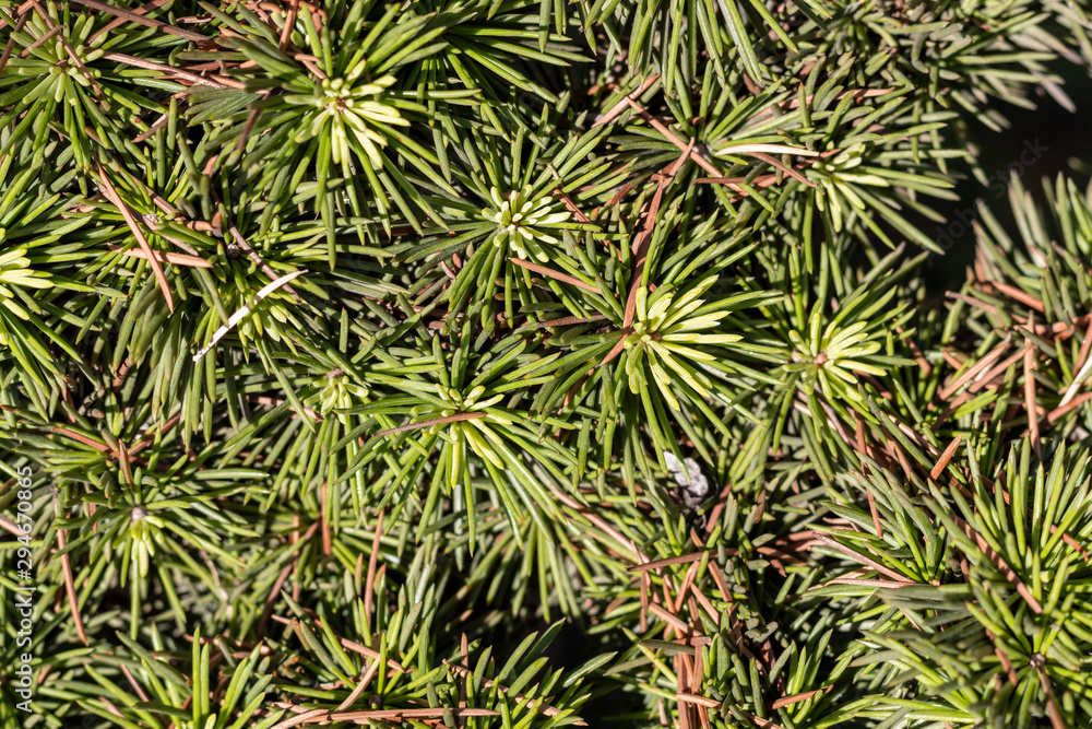 Closeup Green Pine Tree Branch Closeup Green Pine Tree Branch
