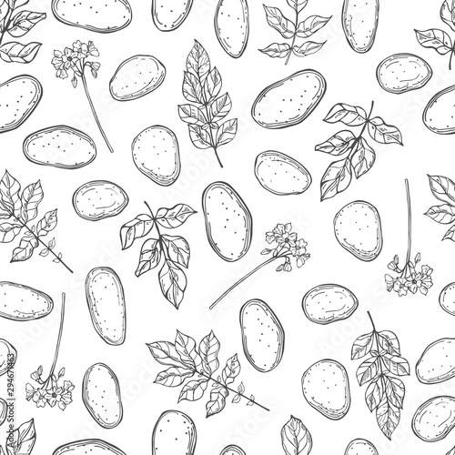 Hand drawn potato plant. Vector  seamless pattern.