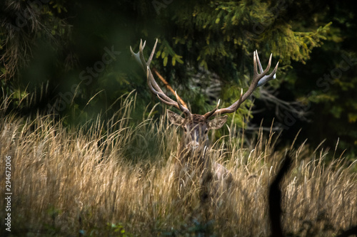 Red deer stag (Cervus elaphus) during the rutting season. Carpathians photo