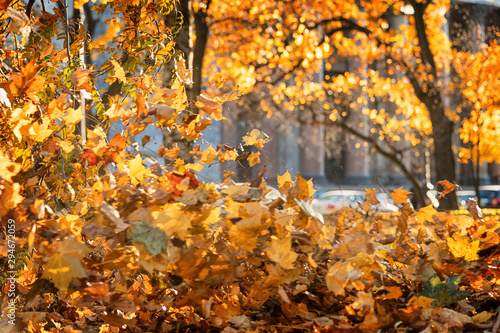 Flying orange leaves agains...