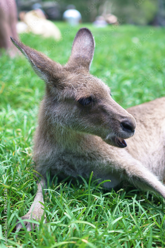 Fototapeta premium Cute kangaroo laying in the sun on a lush green grass in Currumbin Wildlife Sanctuary on a Gold Coast, Queensland, Australia. 