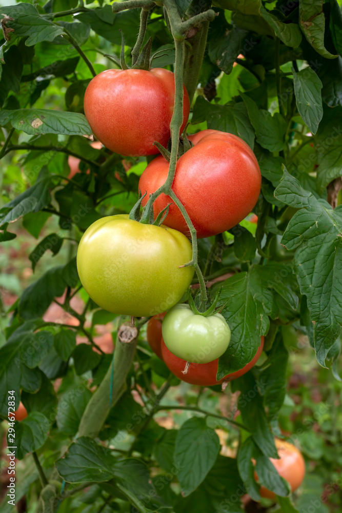 Tomatoes field greenhouse, Antalya / Turkey Tomatoes field greenhouse, Antalya / Turkey