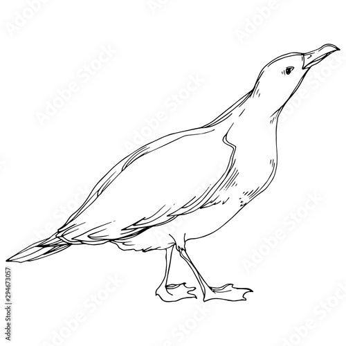 Vector Sky bird seagull in a wildlife. Black and white engraved ink art. Isolated seagull illustration element.