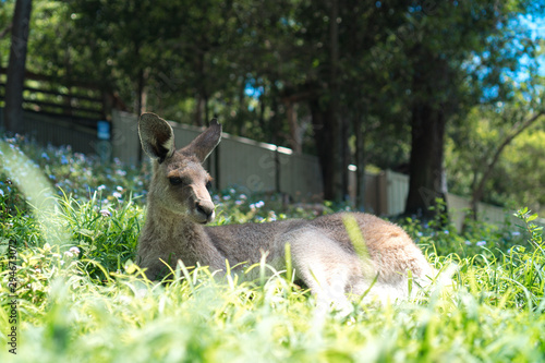 Cute kangaroo laying in the sun on a lush green grass in Currumbin Wildlife Sanctuary on a Gold Coast, Queensland, Australia. 