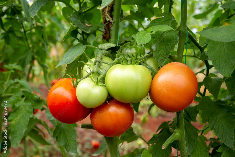 Tomatoes field greenhouse, Antalya / Turkey