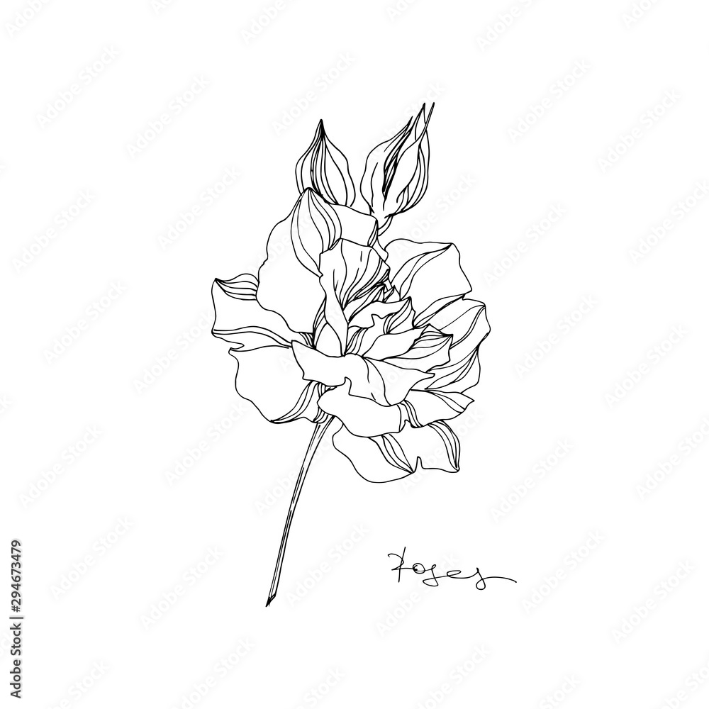Obraz premium Vector Rose floral botanical flower. Black and white engraved ink art. Isolated rose illustration element.