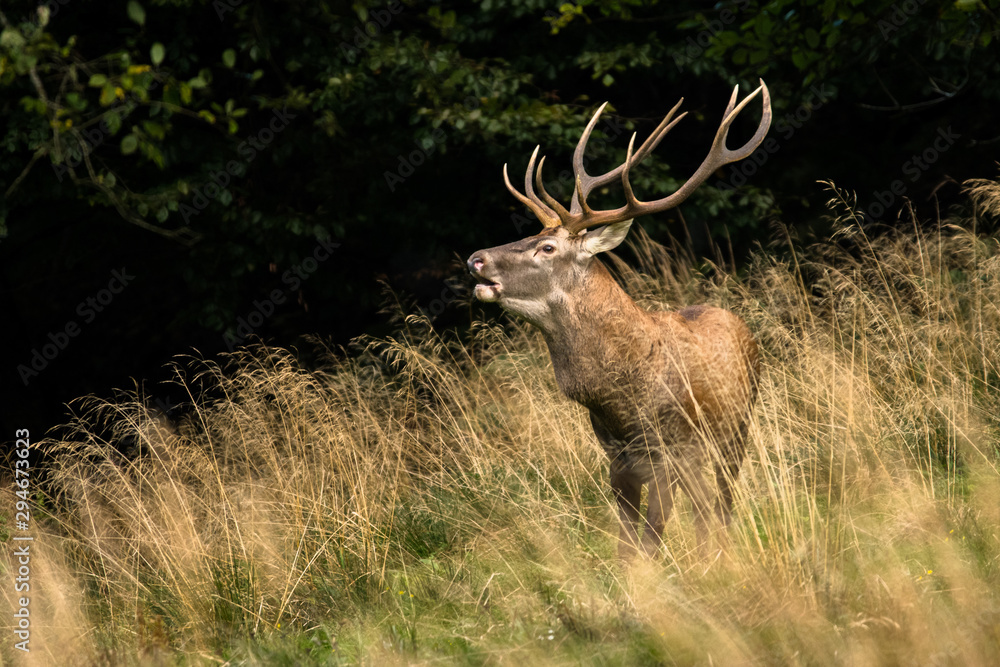 Obraz premium Red deer stag (Cervus elaphus) during the rutting season. Carpathians
