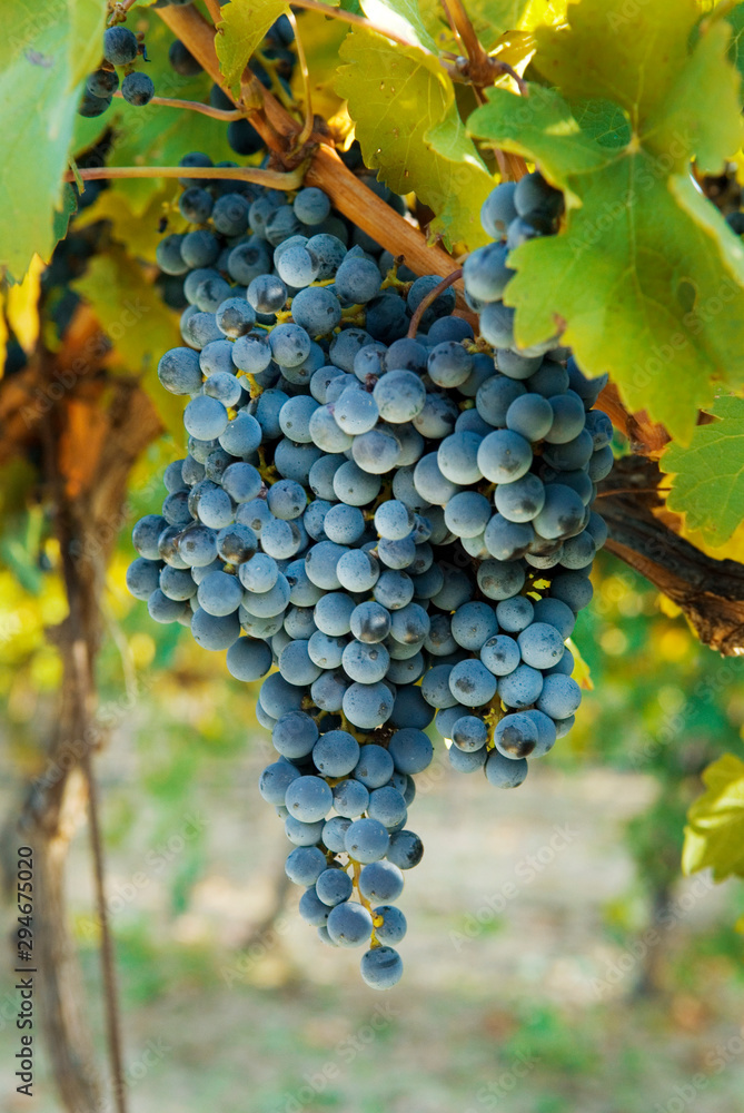 Fototapeta premium Bunches of grapes on the grape vine