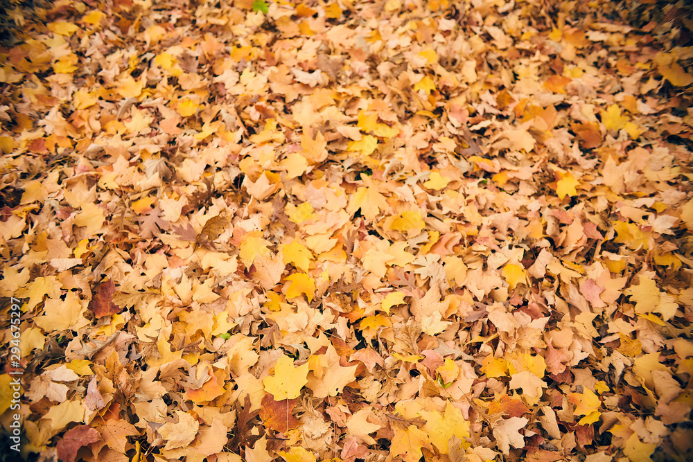 Golden autumn leaves background. Maple foliage in autumn wood. Season, autumn forest, nature Golden autumn leaves background. Maple foliage in autumn wood. Season, autumn forest, nature