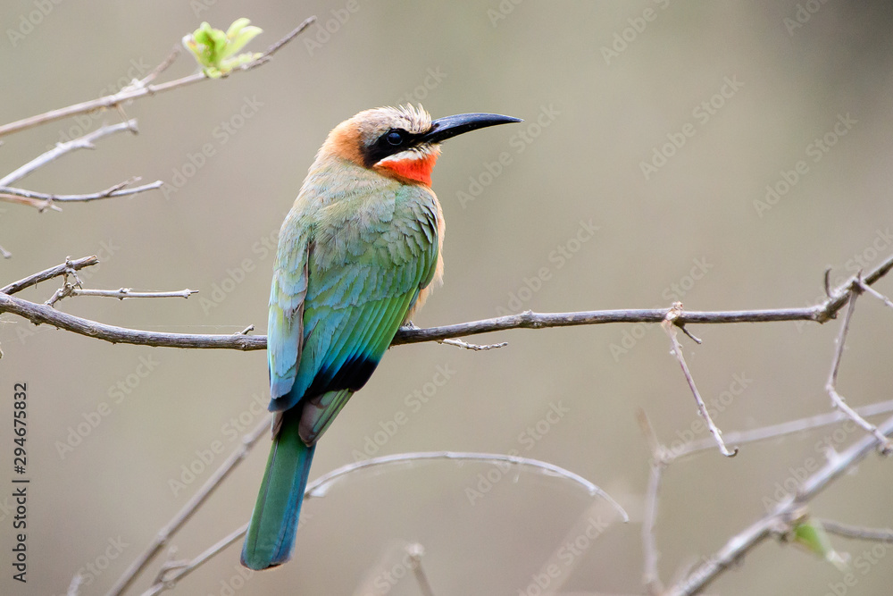Fototapeta premium White fronted bee eater perched on a branch