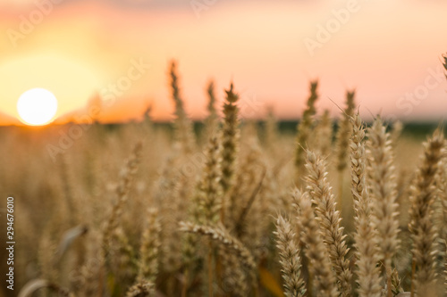 Wheat field. Golden ears of wheat on the field. Background of ripening ears of meadow wheat field. Rich harvest. Agriculture of natural product.