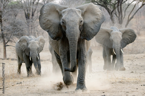 Canvas Print african elephant on the charge