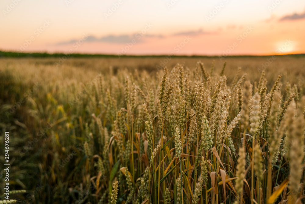 Wheat field. Golden ears of wheat on the field. Background of ripening ears of meadow wheat field. Rich harvest. Agriculture of natural product.