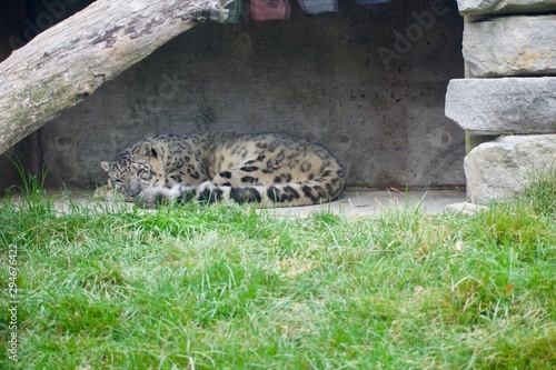 PERSIAN LEOPARD or PANTHERA PARDUS SAXICOLOR sleeping in small cave on sunny day. Grassy foreground with large cat sleeping with one eye open photo