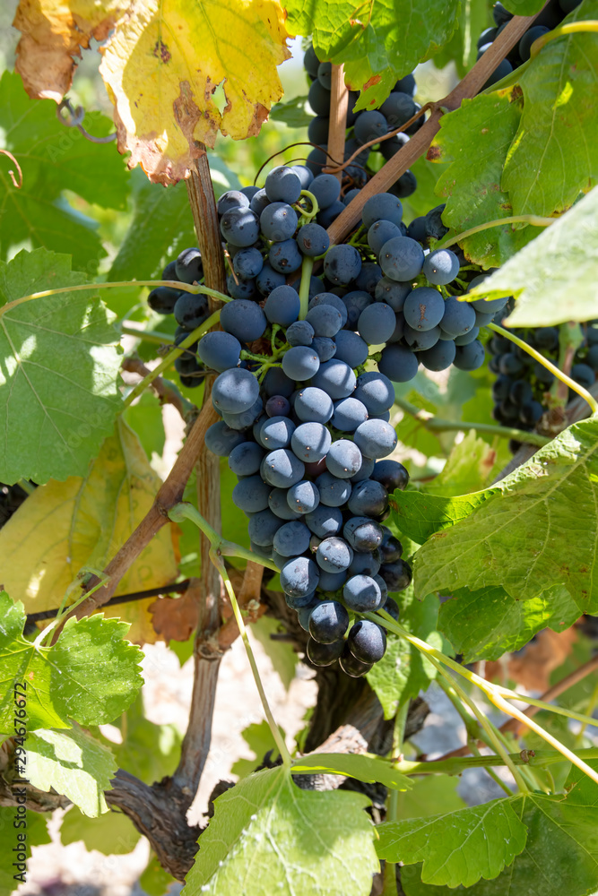 Grapes, vineyard, Izmir / Turkey