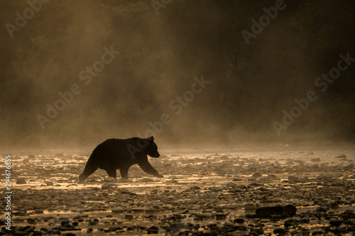Fototapeta Naklejka Na Ścianę i Meble -  Silhouette of a brown bear (Ursus arctos) in the water at sunrise. Bieszczady Mountains. Poland