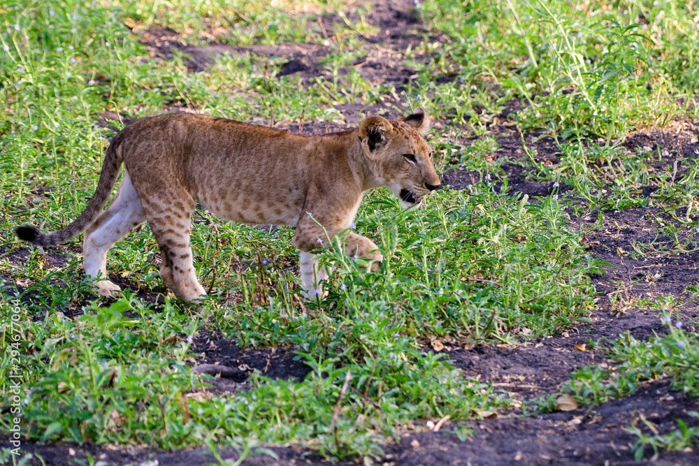 Naklejka premium Lion cub on the move