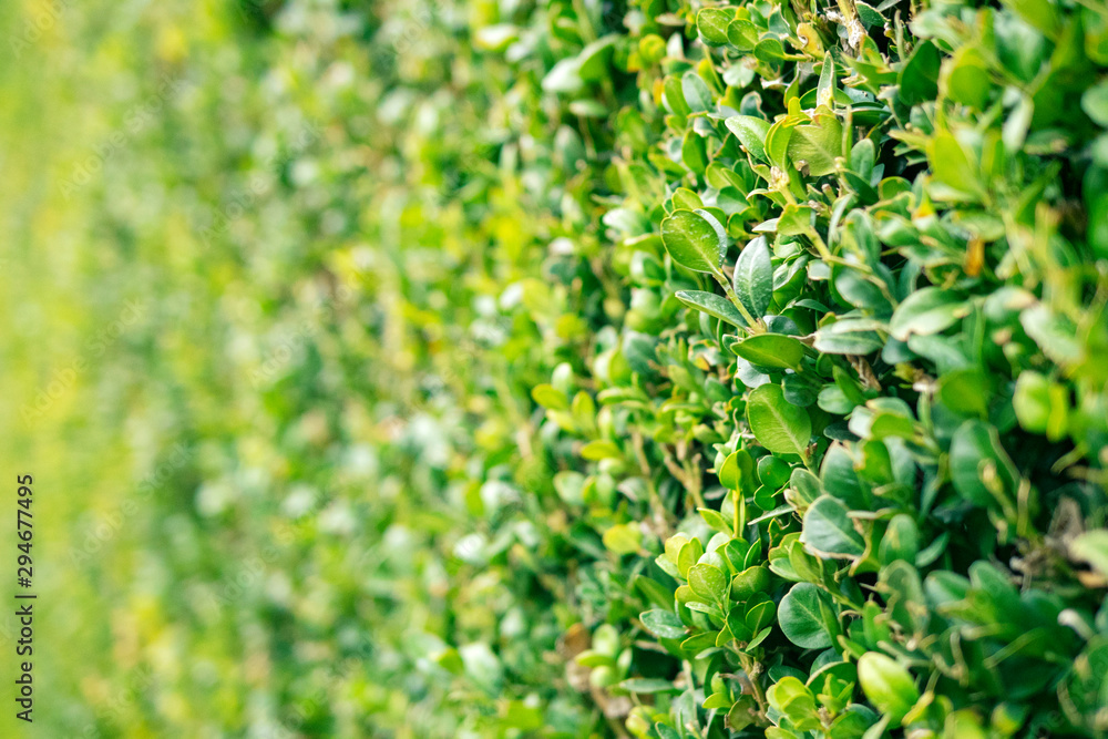 Green floral background, sheared boxwood. Green floral background, sheared boxwood.