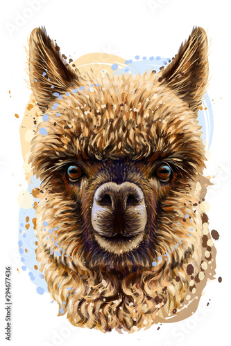 Alpaca / Llama portrait. Abstract, hand-drawn, realistic portrait of an alpaca / llama on a white background in a watercolor style.