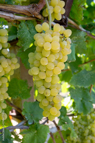 Grapes in the grape vineyard