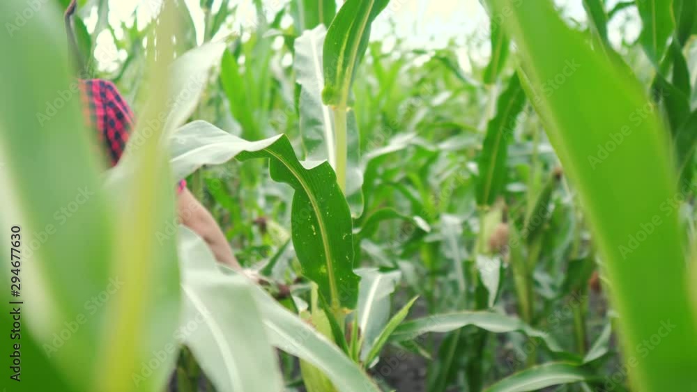 smart lifestyle eco harvesting agriculture farming concept . farmer girl plant researcher harvesting corn cobs on the farm . woman a with digital tablet works in the field smart lifestyle eco harvesting agriculture farming concept . farmer girl plant researcher harvesting corn cobs on the farm . woman a with digital tablet works in the field