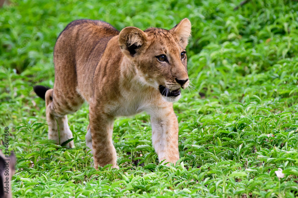 Lion cub on the move Lion cub on the move