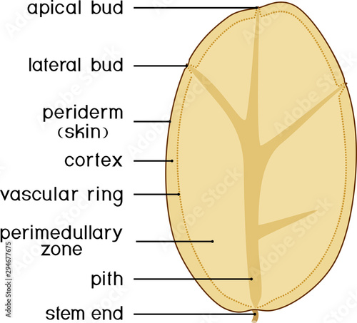 Parts of plant. Internal structure of potato tuber. Structure in section isolated on white background photo