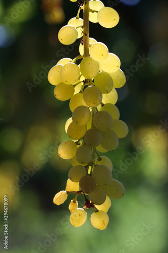 Grapes, vineyard, Izmir / Turkey