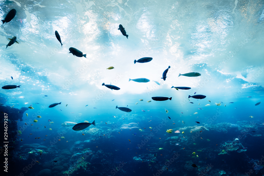 fish in an aquarium fish in an aquarium