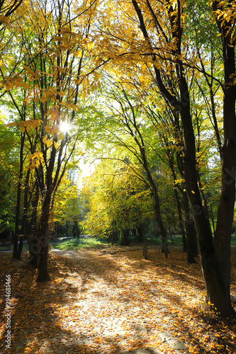 Foto  Autumn city park, Alley between trees covered with yellow leaves, sun rays breaking through the leaves