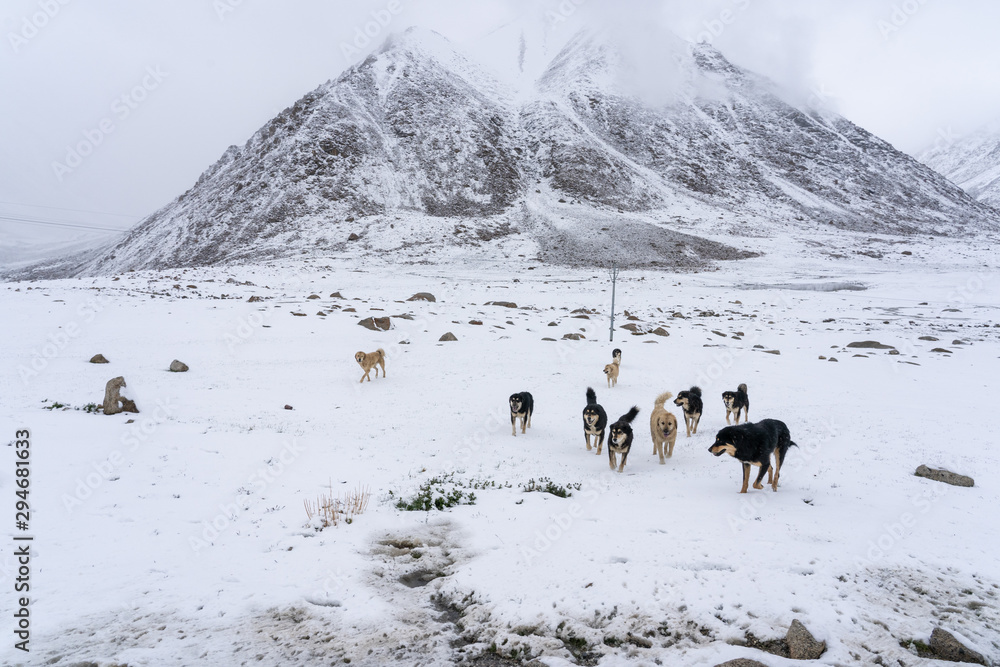 Naklejka premium group of homeless dog in leh ladakh of north of india