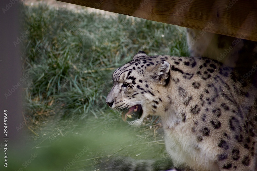SNOW LEOPARD or PANTHERA UNCIA Isolated single animal profile and portrait. Spots visible. Face and body shots. Sleeping large cat SNOW LEOPARD or PANTHERA UNCIA Isolated single animal profile and portrait. Spots visible. Face and body shots. Sleeping large cat