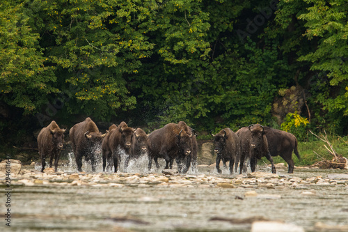 Fototapeta Naklejka Na Ścianę i Meble -  European bison (Bison bonasus) in the river. Bieszczady Mountains. Poland