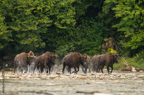 Fototapeta Naklejka Na Ścianę i Meble -  European bison (Bison bonasus) in the river. Bieszczady Mountains. Poland
