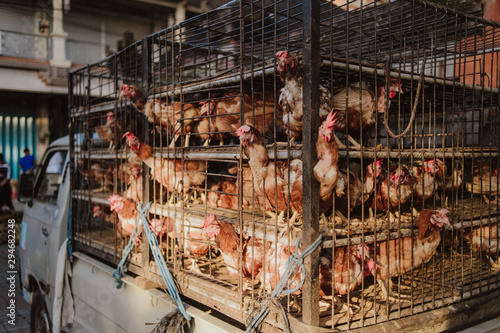 caged chickens
