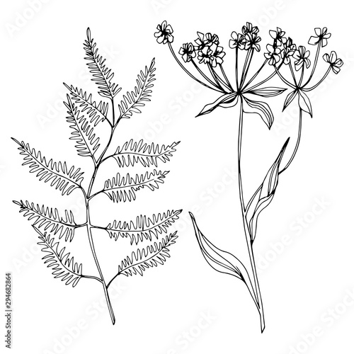 Vector Wildflowers floral botanical flowers. Black and white engraved ink art. Isolated flowers illustration element.