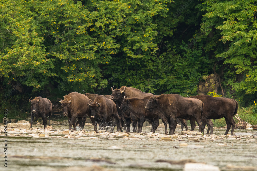 European bison (Bison bonasus) in the river. Bieszczady Mountains. Poland European bison (Bison bonasus) in the river. Bieszczady Mountains. Poland