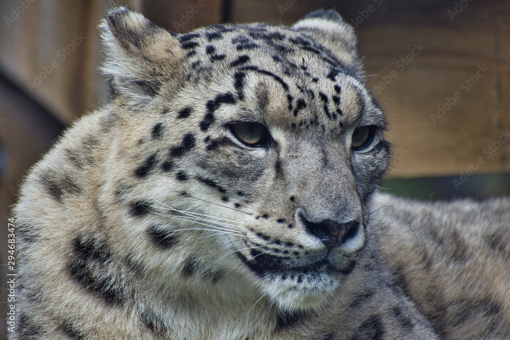 SNOW LEOPARD or PANTHERA UNCIA Isolated single animal profile and portrait. Spots visible. Face and body shots. Sleeping large cat