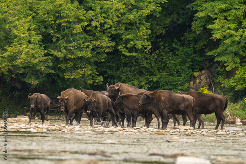 European bison (Bison bonasus) in the river. Bieszczady Mountains. Poland © Szymon Bartosz