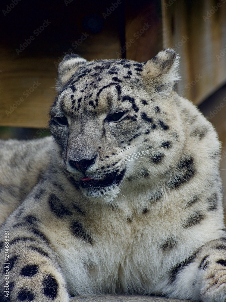 SNOW LEOPARD or PANTHERA UNCIA Isolated single animal profile and portrait. Spots visible. Face and body shots. Sleeping large cat SNOW LEOPARD or PANTHERA UNCIA Isolated single animal profile and portrait. Spots visible. Face and body shots. Sleeping large cat