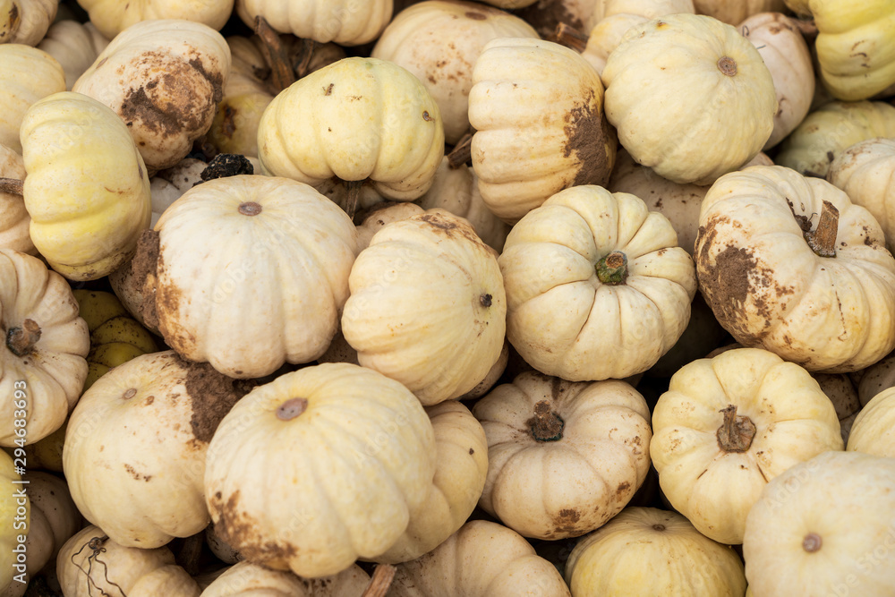 Freshly picked small white yellow pumpkins Freshly picked small white yellow pumpkins