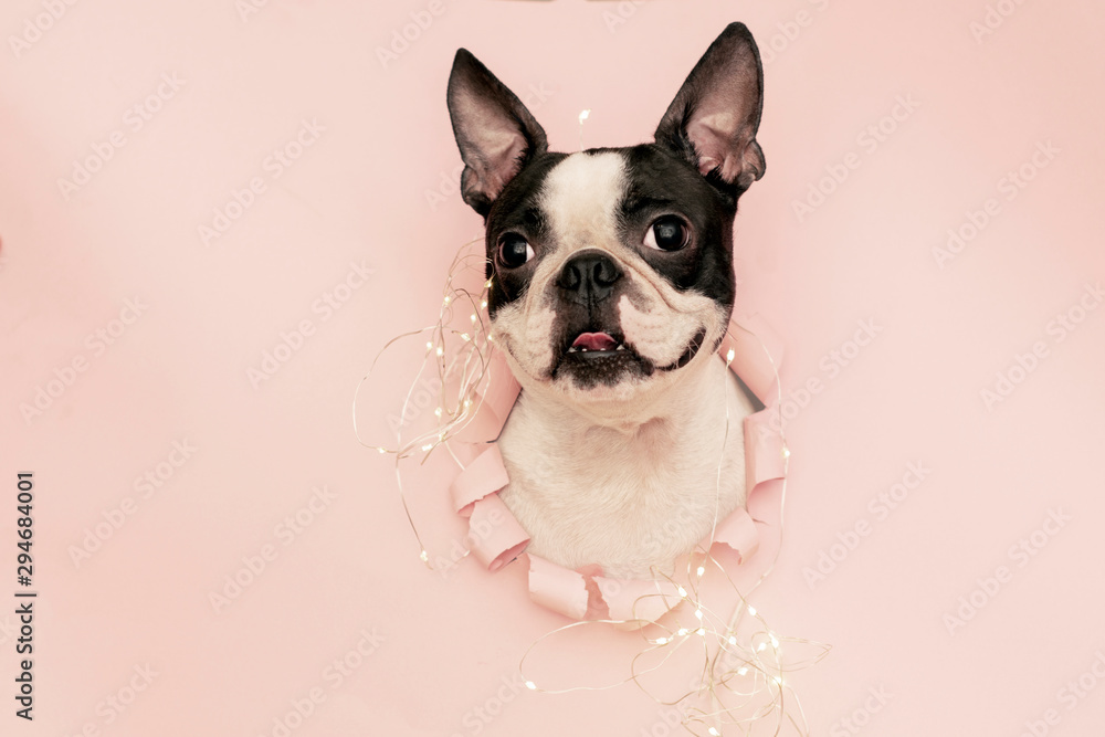 Cheerful, happy and funny dog breed Boston Terrier looks out of the hole torn pink paper with a garland.