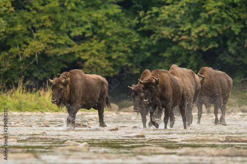 Fototapeta Naklejka Na Ścianę i Meble -  European bison (Bison bonasus) in the river. Bieszczady Mountains. Poland