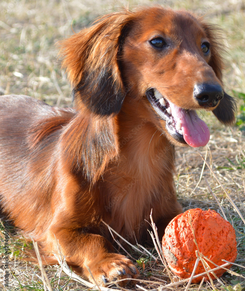 dog with a ball in the park