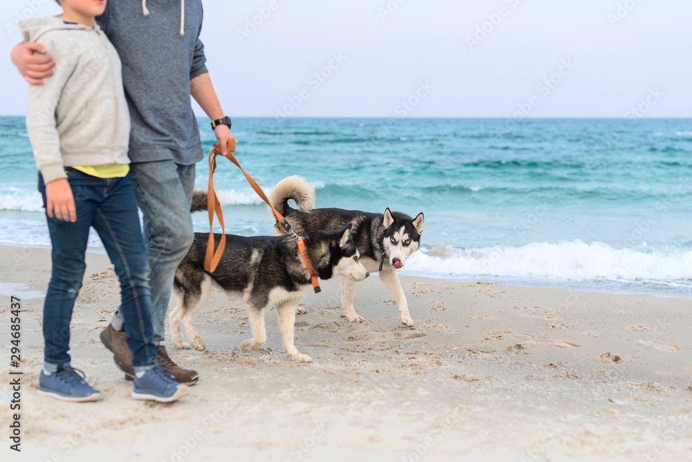 Dad and son playing with husky dogs on the beach. Father and son walking with husky dogs on leash on the beach Dad and son playing with husky dogs on the beach. Father and son walking with husky dogs on leash on the beach
