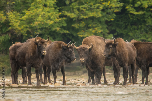Fototapeta Naklejka Na Ścianę i Meble -  European bison (Bison bonasus) in the river. Bieszczady Mountains. Poland