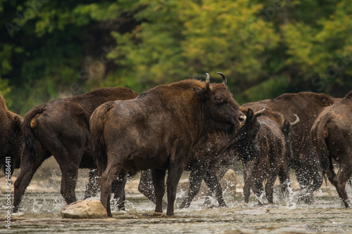 Fototapeta Naklejka Na Ścianę i Meble -  European bison (Bison bonasus) in the river. Bieszczady Mountains. Poland