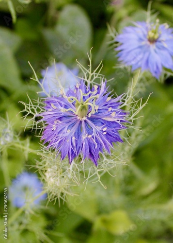 unique purple flower