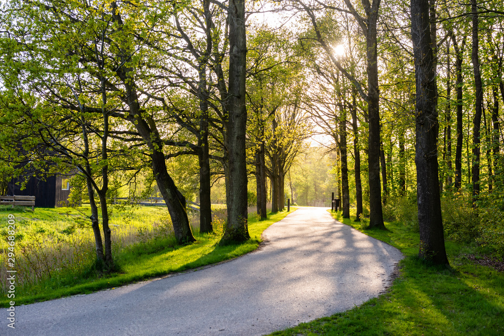 Country road running through tree alley under sunset Country road running through tree alley under sunset