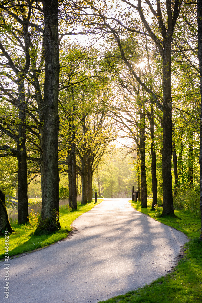Country road running through tree alley under sunset Country road running through tree alley under sunset